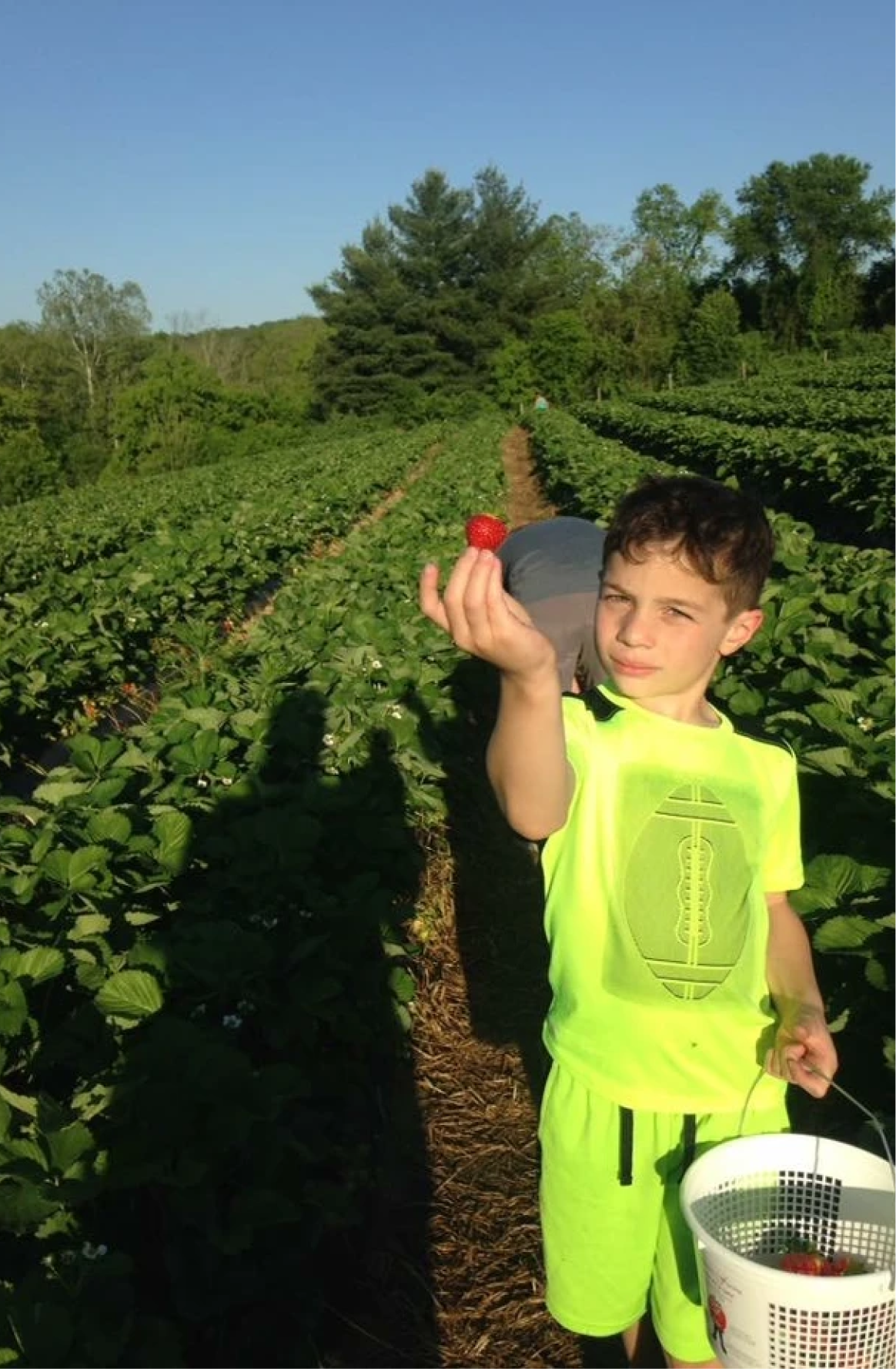 A young boy in a yellow t-shirt and basketball shorts stands in a field while holding up a strawberry