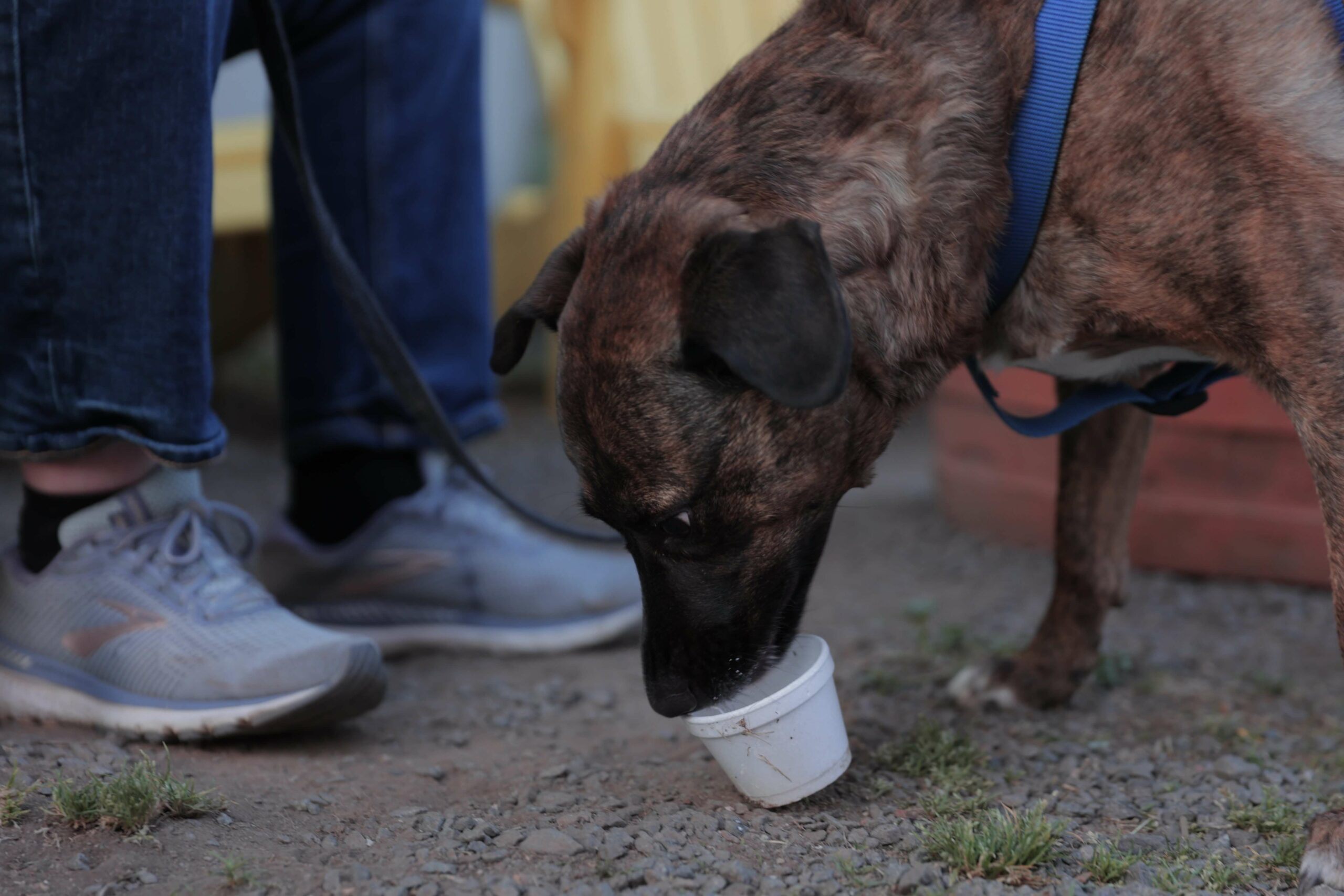 A brown dog licks a Gruto's pup cup in a white cup on the ground